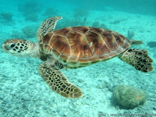Protection du biotope des tortues marines aux Terres-Basses