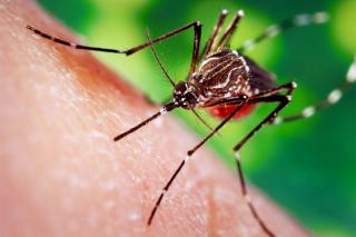 Eviter que l’épidémie de dengue n&#039;atteigne nos îles