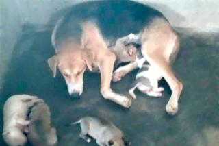 Le coin des toutous : A qui appartient cette chienne?