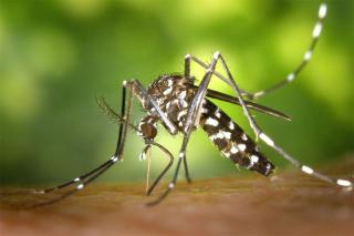 Épidémie de Dengue : Saint-Martin se tient prêt à passer au stade 3