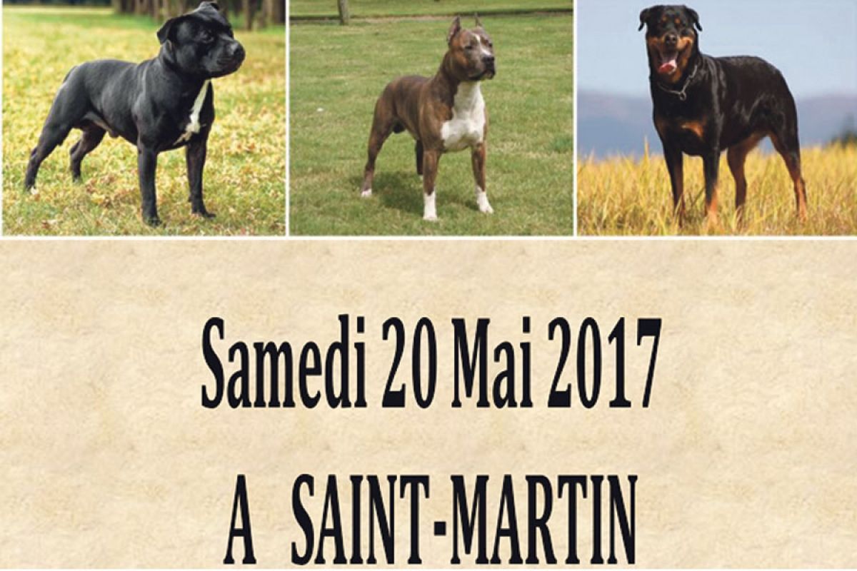 CHIENS DANGEREUX : Formation à Saint-Martin de propriétaires de chiens de catégories 1 et 2