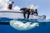 Projet One Shark : première mission conjointe à Saint-Martin