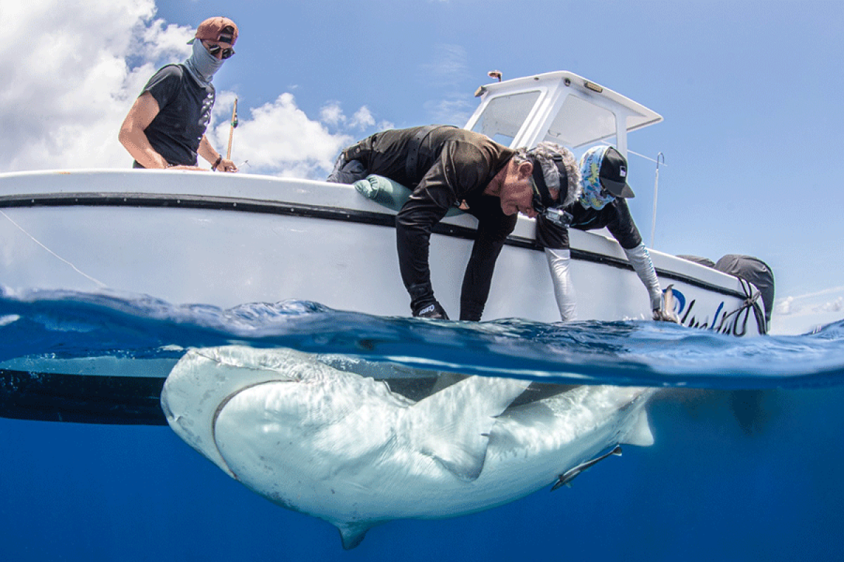Le professeur Éric Clua (au centre), directeur du projet One Shark, marque un requin tigre aidé par le scientifique néerlandais Tadzio Bervoets (à droite) et Hadrien Bidenbach, chef de projet One-Shark à la Préfecture de Saint-Martin.