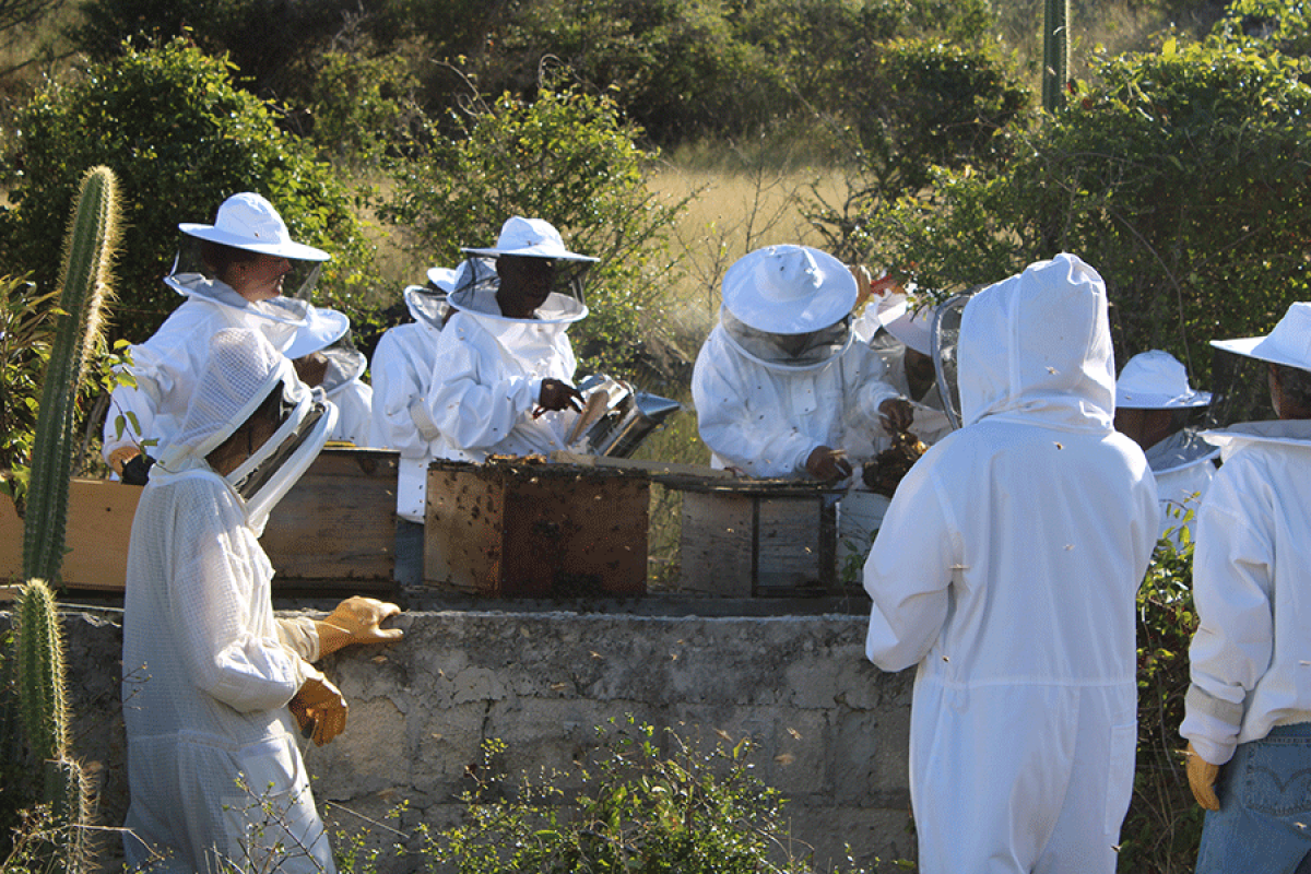 Apiculture : deux sessions de formations, pour initiés ou débutants