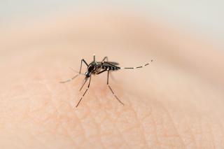 L’épidémie de dengue s’installe