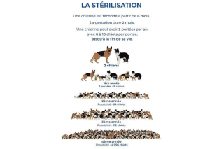 Saint Martin vit actuellement une prolifération de chiens comme nous ne l’avons jamais vue.