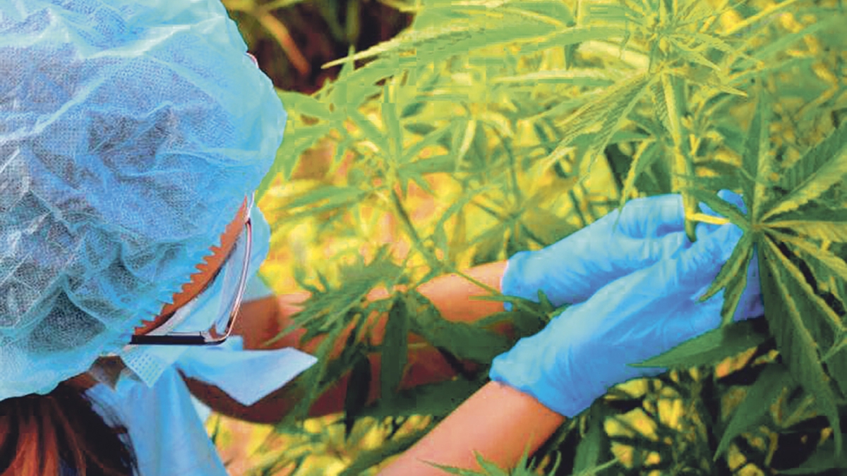 Sint Maarten : Le gouvernement lance une consultation pour la légalisation du cannabis