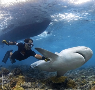 Gestion du risque « Requin » : le projet One Shark