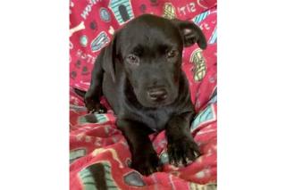 Les nouvelles de l’association I love my island dog : Un très joli chiot à l’adoption et une opération caddie!