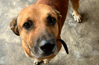 Coins des toutous : Vite une famille pour ce gentil chien !