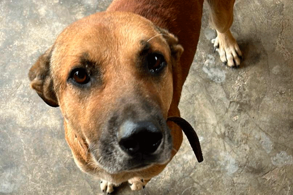 Coins des toutous : Vite une famille pour ce gentil chien !