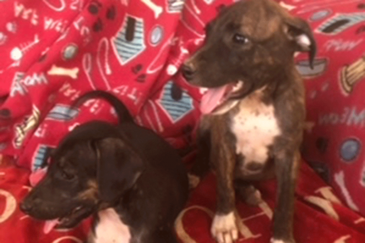 Le coin des Toutous : À l’adoption au Centre d’adoption I love my island dog