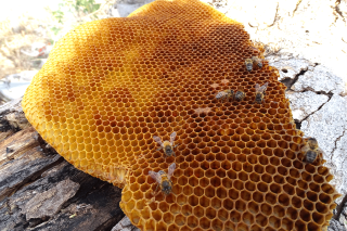 Sauver l’abeille de Saint-Martin est une urgence