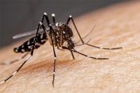 Dengue : La circulation s’intensifie à Saint-Martin