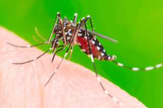 Le 20 août célébrait la Journée mondiale du moustique ; Cas de dengue à Saint-Barthélemy