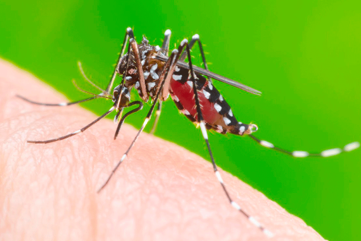 Le 20 août célébrait la Journée mondiale du moustique ; Cas de dengue à Saint-Barthélemy
