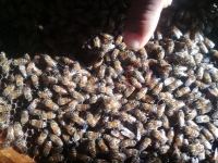 Les abeilles de Saint-Martin confrontées à un danger extérieur