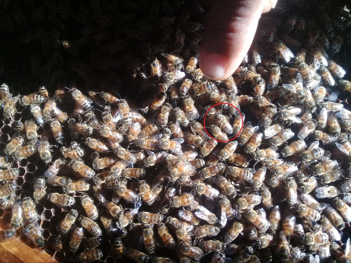Un varroa repéré dans une ruche à Saint-Martin (point marron sur le dos de l’abeille).
