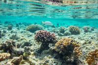 Les récifs coralliens en danger
