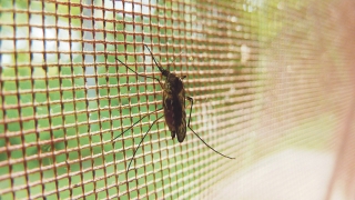 Quelques conseils pour éloigner les moustiques naturellement