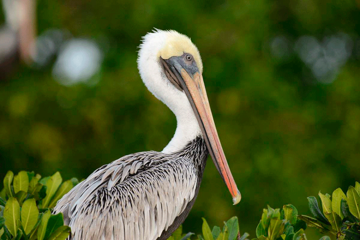 Faune-Antilles : un nouvel outil de protection de la nature dans les Antilles françaises