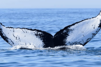 Fête de la baleine : seconde édition le 29 janvier