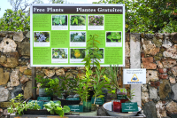 Plantes indigènes et patrimoniales gratuites