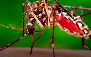 Dengue : L’épidémie confirmée à Saint-Martin se poursuit modérément