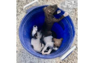 LE COIN DES TOUTOUS : L’association « I love my island dog » fait son opération caddie à Super U Hope Estate ce samedi 6 Mai