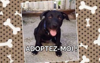 Adoptez-moi!