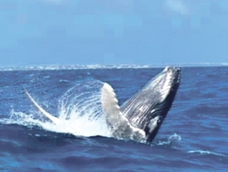 Observer les baleines et … en savoir plus