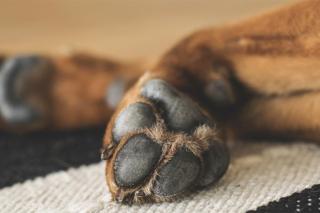 La Collectivité condamnée pour l’euthanasie irrégulière d’un chien de propriétaire