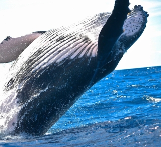 One Ocean Summit et fête de la baleine :  les océans au cœur des préoccupations