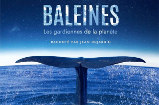 Un film consacré aux baleines