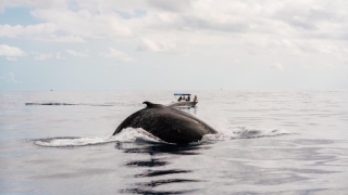 Fête de la baleine : ce sera le 3 avril à la Baie Orientale !