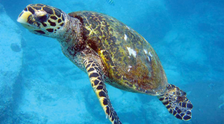 Découvrir l’univers des tortues marines et devenir patrouilleur