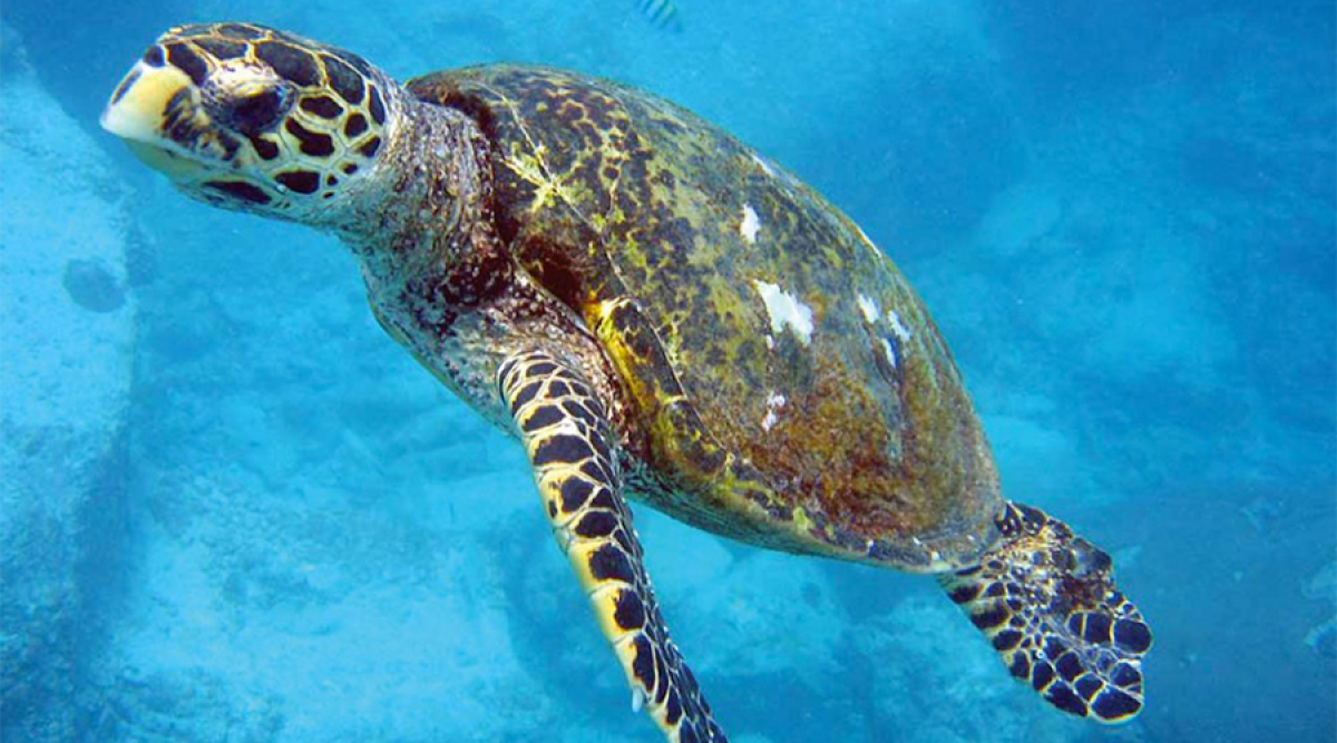 Découvrir l’univers des tortues marines et devenir patrouilleur