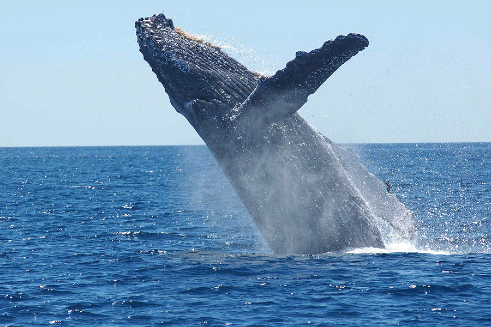 Fête de la Baleine : mieux les comprendre pour mieux les protéger