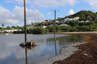 Sargasses : quand la nature reprend ses droits