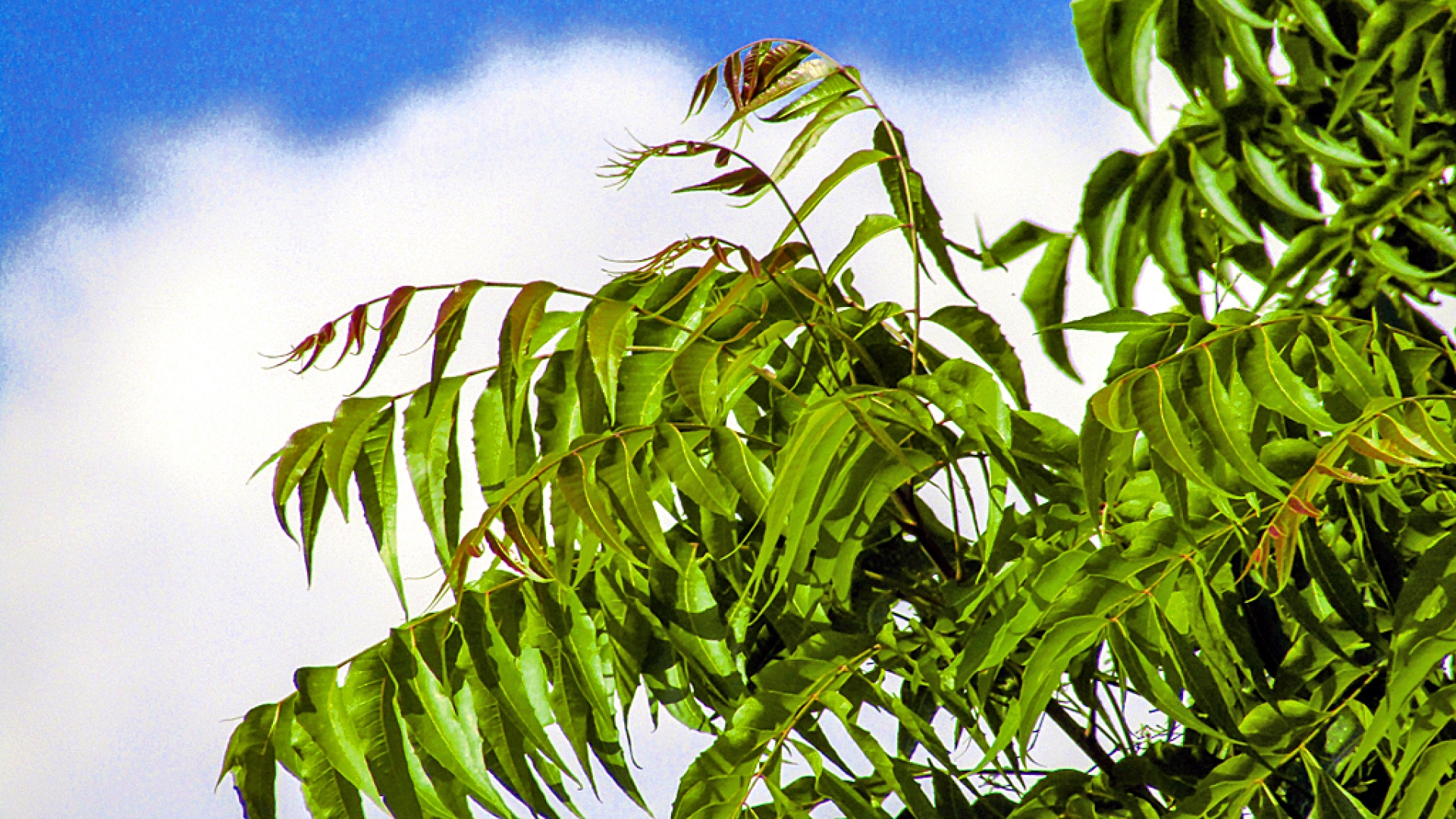 Le neem, l’arbre qui guérit tous les maux