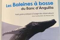 Pour en savoir beaucoup plus : les baleines à bosse du banc d’Anguilla