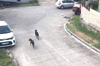 Des chiens en liberté déciment les animaux du quartier