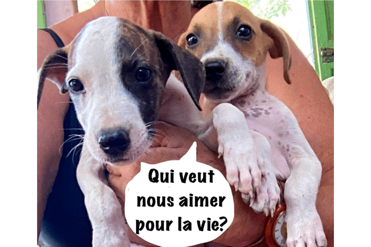 Le coin des Toutous : A l’adoption !